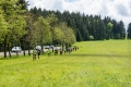 329-DSC00377-lr6 329-DSC00377-lr6