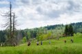 Rennsteiglauf Marathon